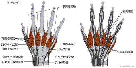 手骨|手の骨・筋肉・腱の名称｜高津整体